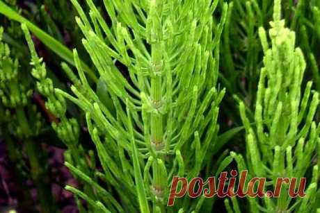 Кислая почва | Я и дача | Яндекс Дзен