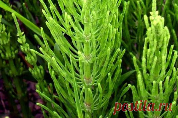 Кислая почва | Я и дача | Яндекс Дзен