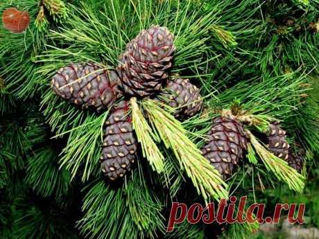 КАК ВЫРАСТИТЬ КЕДР ИЗ ОРЕШКА  | 6 соток