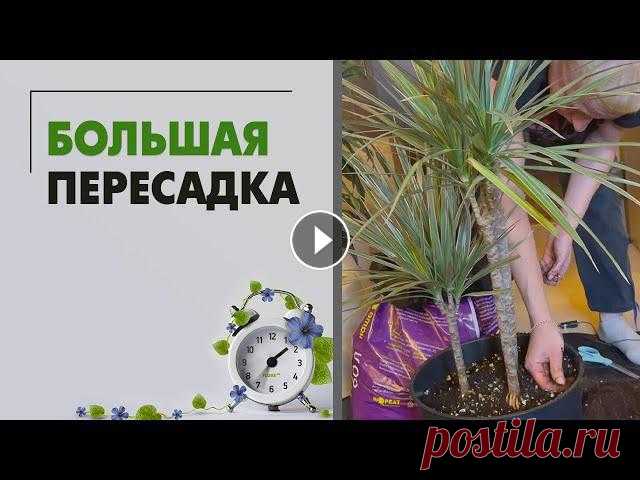 БОЛЬШАЯ пересадка крупномеров | Растения из офиса, которые заливали чаем и кофе

берет с бисером крючком