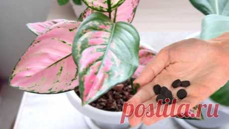 ОДНА ТАБЛЕТКА - результат УДИВИТ. КОМНАТНЫЕ РАСТЕНИЯ оживают на глазах Друзья, этот способ мне помогает, когда мои комнатные растения испытывают стресс. Я использую аптечную таблетку активированного угля. Это абсорбент, собирающий токсичные вещества, излишки воды, нейтрализует кислотность почвы, впитывает в себя металлы и газы, которые наносят вред...