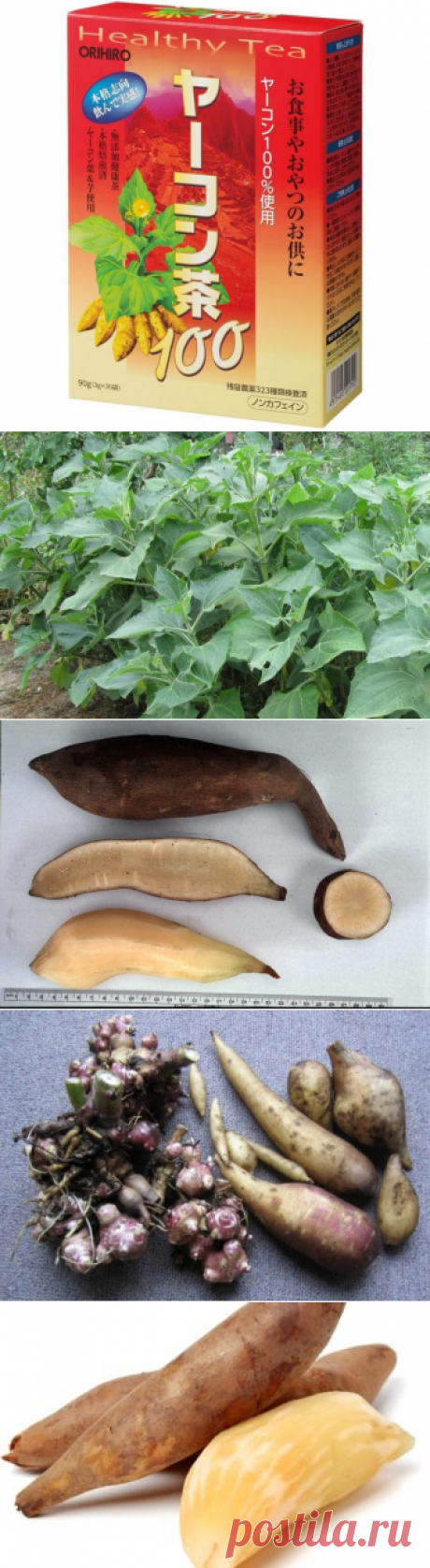 Якон что это такое за овощ где его применяют и как выращивать