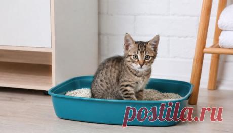 🐱 Не знаете, как приучить кошку к лотку? Даже самые умные питомцы иногда нуждаются в правильном подходе. В статье рассказываем, как выбрать лоток и наполнитель, избежать ошибок и помочь кошке быстро освоить туалет без стресса 🏡✨

📖 Полезные советы для владельцев кошек и котят!

#Кошки#Котенок#ЛотокДляКошки#УходЗаКошкой#ДомашниеЖивотные#Ветеринар#КошачийТуалет#СоветыВладельцам#Питомцы#КошкаВДоме
Изображение от ChatGPT