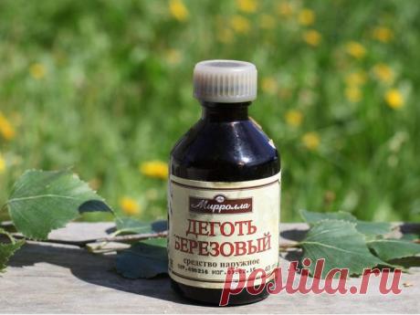 Березовый деготь: способы применения в саду и огороде против вредителей