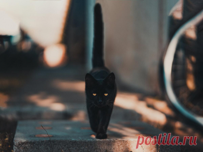10 недобрых знаков, которые предупреждают о беде и болезнях
Чёрный кот Чёрный кот 10 недобрых знаков, которые предупреждают о беде и болезнях Добрый вечер дорогие друзья, читатели, подписчики и гости нашего канала. Сегодня мы вам расскажем о некоторых плохих приметах. От предков у многих осталась вера в различные приметы. В особенности плохие, которые способны навлечь беду. При видя подозрительного признака, люди плюют через плечо, […]
Читай пост далее на сайте. Жми ⏫ссылку выше