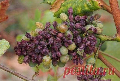 Виноград сохнет, а не спеет: 3 основные причины Виноград – неприхотливая культура, которая распространена в южных и центральных регионах. При правильном уходе лозы ежегодно дают обильный урожай. Недостаток влаги и питательных веществ, поражение грибковыми и вирусными заболеваниями приводят к засыханию ягод до момента технической зрелости.