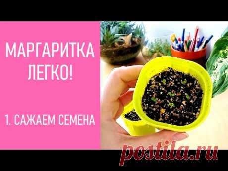 МАРГАРИТКА - ЛЕГКО! Сажаем семена маргариток