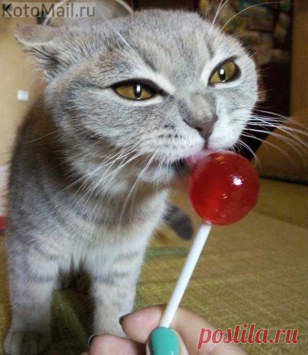 Котёнок-сластёнок