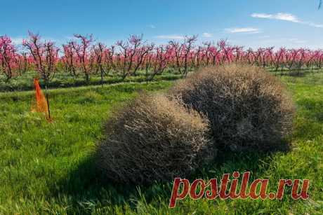 Перекати-поле-2