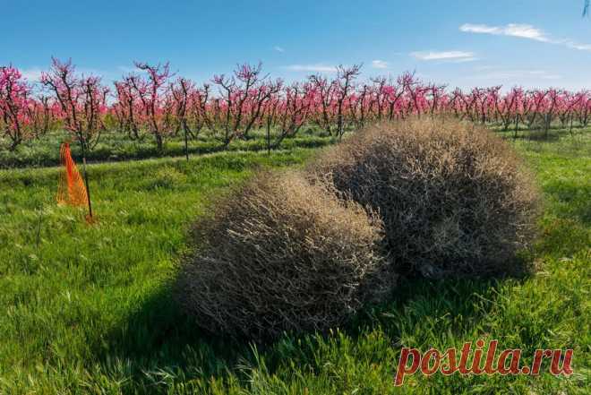 Перекати-поле-2