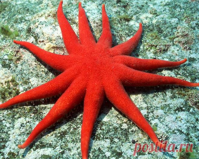 Красочные морские звезды.