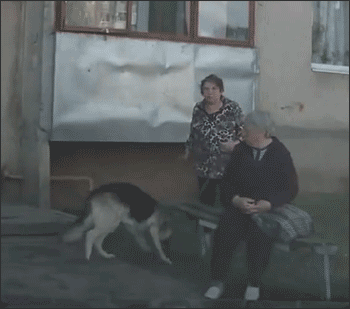 Прикольные гифки 21.12.2015 « Сайт Юмора.нет - Фото приколы онлайн, бесплатные видео, игры и девушки. Умора ;-)