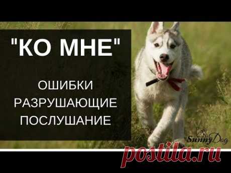 "Ко мне". Самые главные ошибки разрушающие послушание