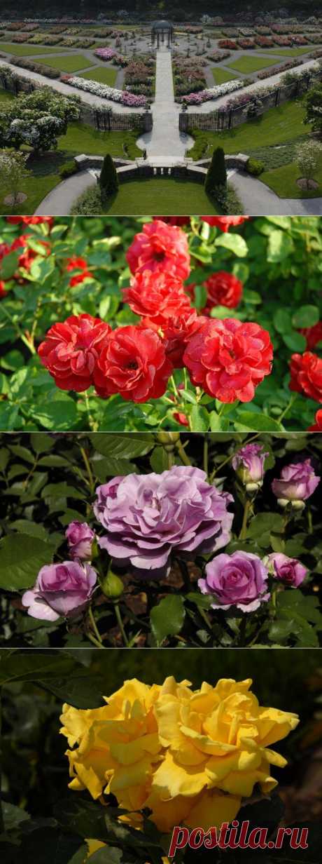 Сад роз Пегги Рокфеллер / Peggy Rockefeller Rose Garden.