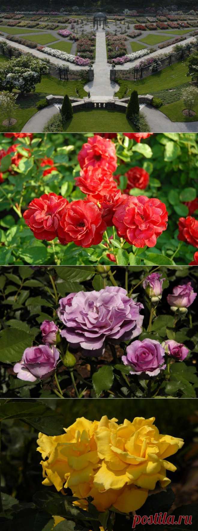 Сад роз Пегги Рокфеллер / Peggy Rockefeller Rose Garden.