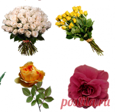 Красивые розы в png для Ваших коллажей 1