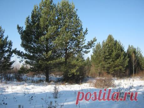 Nasima Kostikova      Наша Уральская зима