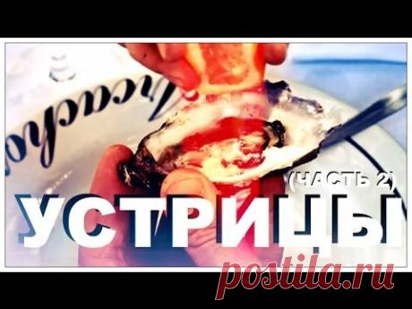 Галилео. Устрицы (часть 2)