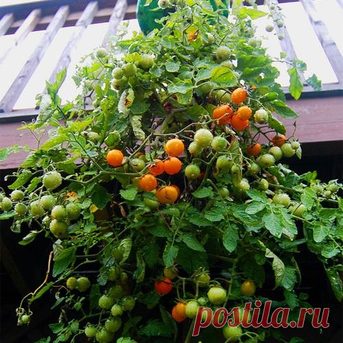 Удивительный метод! Выращиваем помидоры в подвесных пластиковых бутылках
