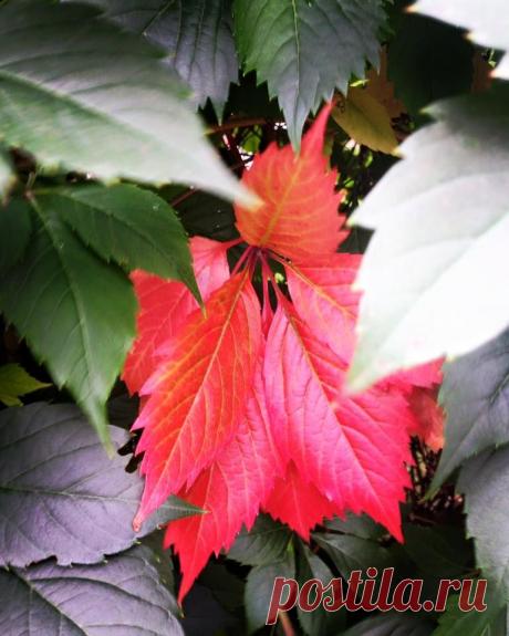 Вот и осень заглядывает к нам в окошко