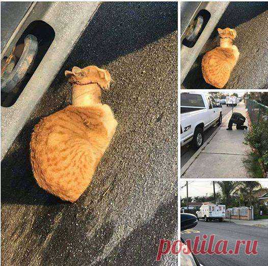 Кот с рулоном от скотча на шее… Что может быть печальнее? К счастью, жизнь Валентина сейчас совсем другая Жестокое обращение с животными, к сожалению, все еще огромная проблема нашего мира! Физическая боль, ужас и безысходность… И страшно, что все это приносит животным человек…
Несчастья этого милого рыжи…