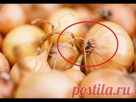 Об ЭТОЙ хитрости лука знали только 3% хозяек: вот что это значит...