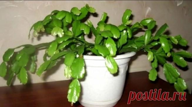 Очень ПРОСТОЙ СПОСОБ, как заставить ЦВЕСТИ ДЕКАБРИСТ (шлюмбергер) Что делать если не цветет декабрист. Как правильно подкормить для того, чтобы зацвел?У меня не цвел почти 2 года, но соседка подсказала способ, что она делает, я с вами поделюсь этим секретом и покажу, как он у меня начал обильно цвести.
✔Делитесь пожалуйста этим видео с друзьями, им...