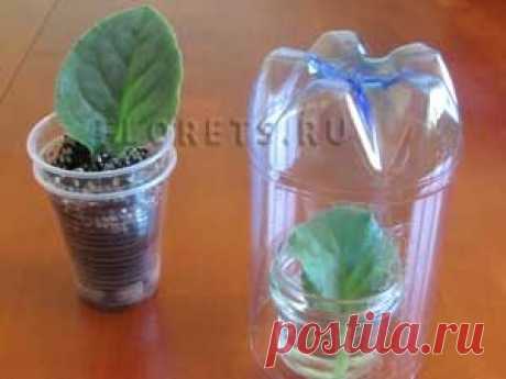 Размножение фиалки - Комнатные растения и цветы. Florets.ru