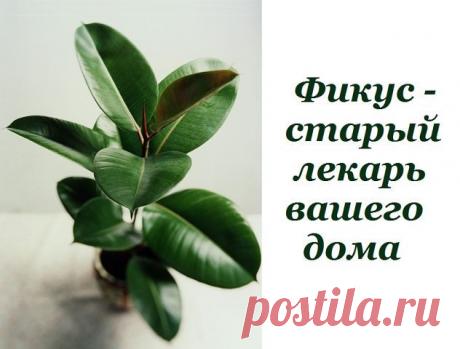 Фикус-лекарь вашего дома