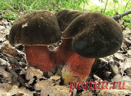 Hřib kovář (Latinsky: Boletus luridiformis)