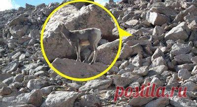 Проверьте свою внимательность. Найдите барана среди скал...
