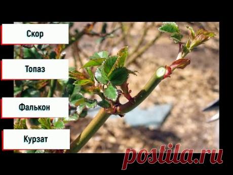 График обработок роз с весны до осени!