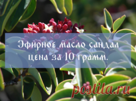 Эфирное масло сандала купить оптом и в розницу, свойства — Золотая горка