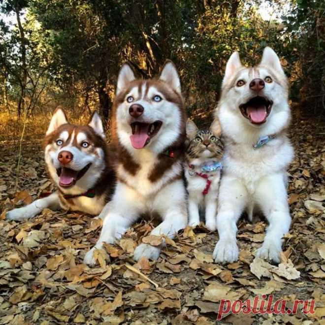 Кошка Рози, которую спасли и вырастили хаски