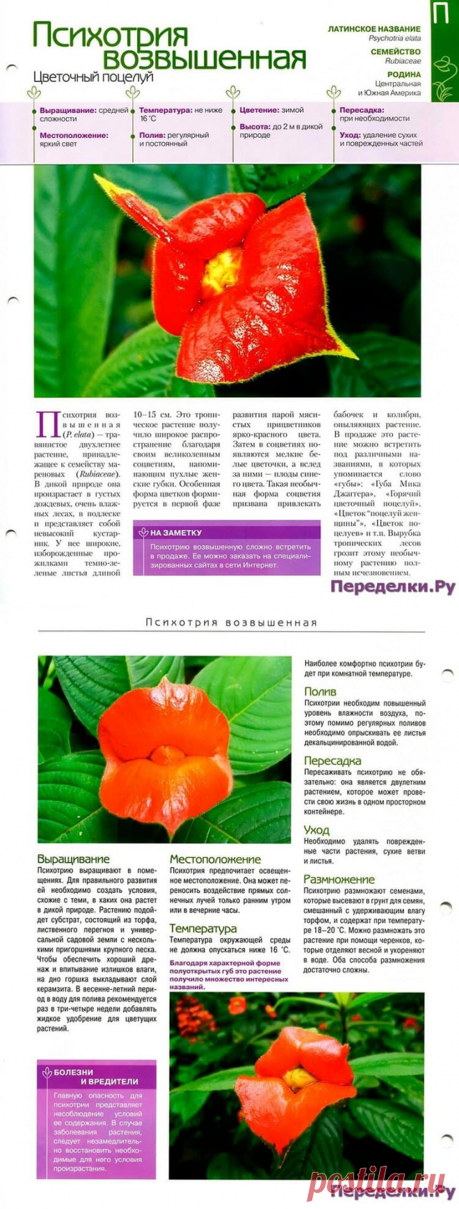 Психотрия возвышенная * Переделки.РуПеределки.Ру