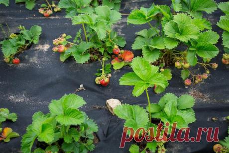 Эксперт рассказала, когда спанбонд использовать не стоит и когда он работает эффективно | REALTY.TUT.BY