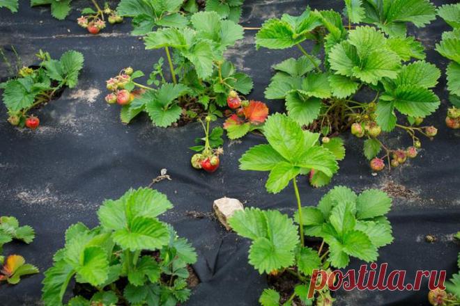 Эксперт рассказала, когда спанбонд использовать не стоит и когда он работает эффективно | REALTY.TUT.BY