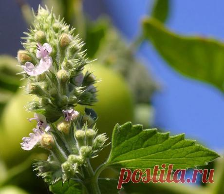 8 растений, которые отгоняют комаров на ура | 6 соток