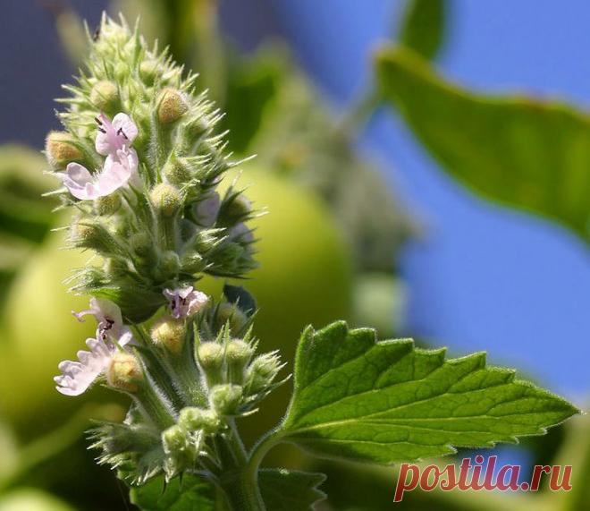 8 растений, которые отгоняют комаров на ура | 6 соток