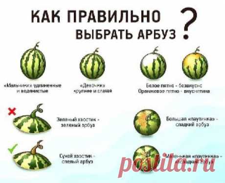 ЯжеХозяйка Выбираем сладкий арбуз