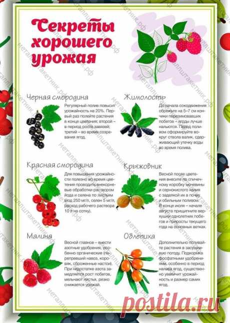 Дача. Урожайный год.