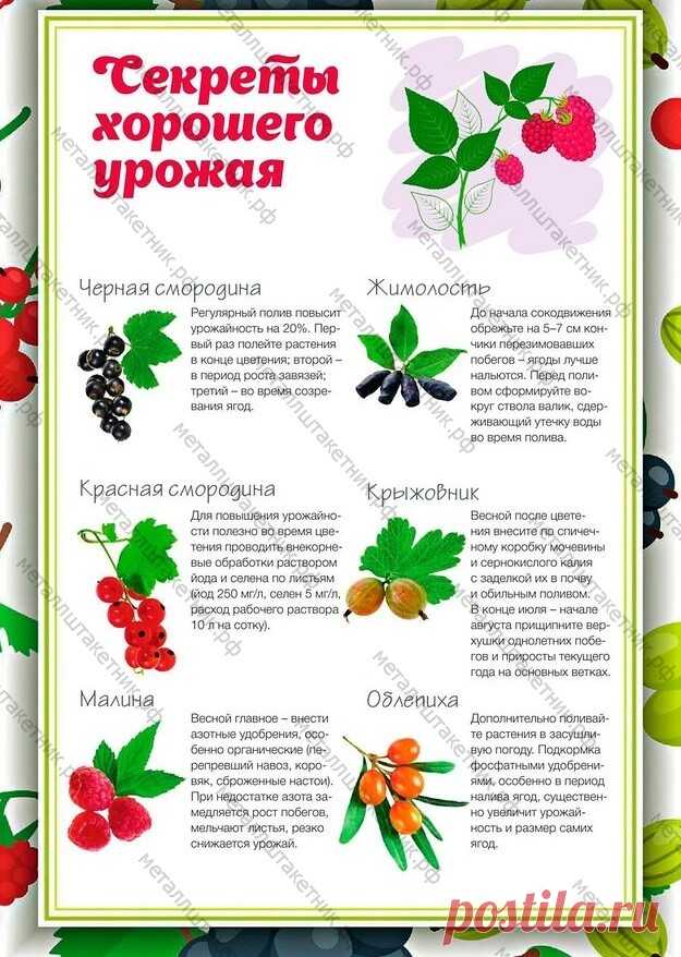 Дача. Урожайный год.