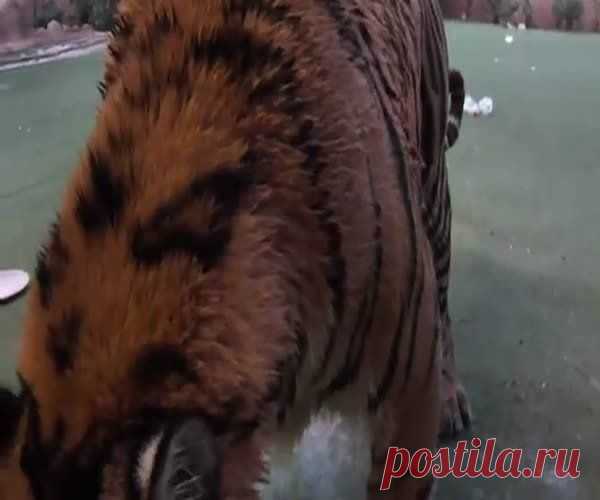 «Домашний питомец» спешит к своему обеду | KaftanSmeha