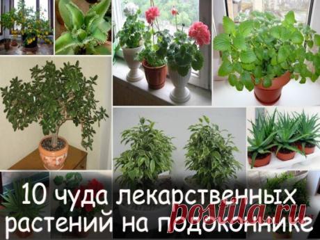 ДОМАШНИЕ ЛЕКАРСТВЕННЫЕ РАСТЕНИЯ