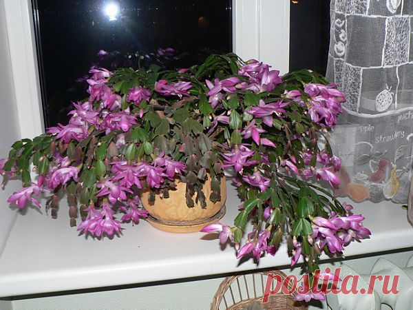 Шлюмбергера (Декабрист или Зигоактус) Schlumbergera.