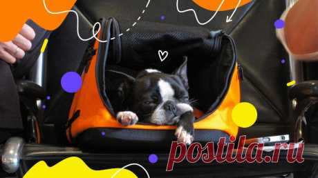 Как путешествовать с домашними животными
Собираетесь в поездку, но не с кем оставить питомца? Похоже, придётся его взять с собой. Как правильно подготовиться к поездке с домашними животными — в обзоре адвоката Ольги Алешиной. Необходимые документы Перед путешествием потребуется оформить питомцу документы. Их перечень будет отличаться — в зависимости от того, куда вы отправляетесь. Поездки по России Для путешествий по […]
Читай пост далее на сайте. Жми ⏫ссылку выше