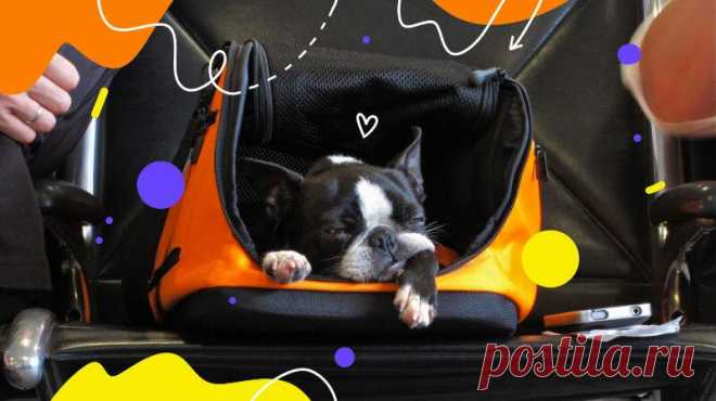 Как путешествовать с домашними животными
Собираетесь в поездку, но не с кем оставить питомца? Похоже, придётся его взять с собой. Как правильно подготовиться к поездке с домашними животными — в обзоре адвоката Ольги Алешиной. Необходимые документы Перед путешествием потребуется оформить питомцу документы. Их перечень будет отличаться — в зависимости от того, куда вы отправляетесь. Поездки по России Для путешествий по […]
Читай пост далее на сайте. Жми ⏫ссылку выше