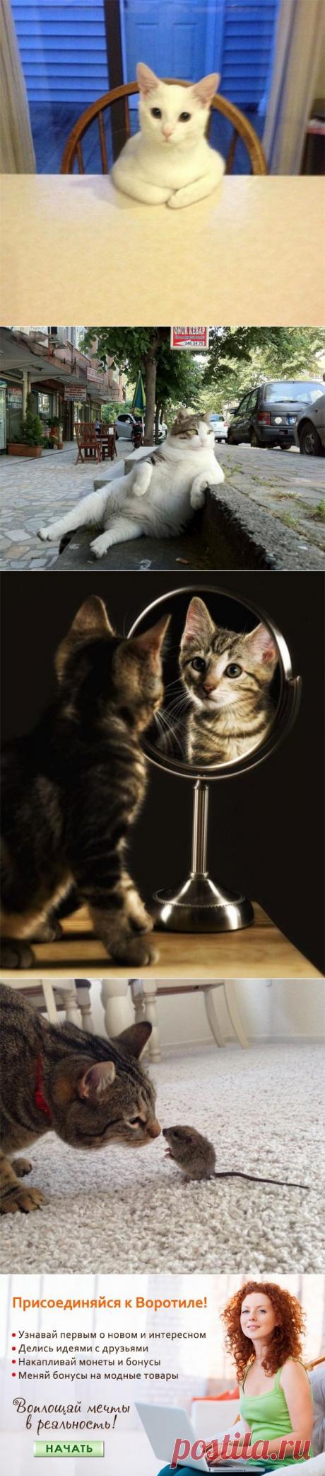 Правила жизни настоящего котэ. 2 часть — Воротила