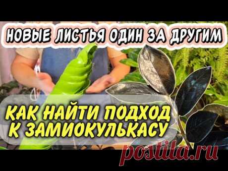 Новый лист один за другим: 5 правил, с которыми замиокулькас будет расти быстро