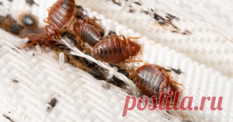 Клопы в квартире — откуда берутся и как избавиться? — Ботаничка